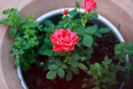 Kỹ thuật trồng hoa hồng trong chậu đơn giản ngay tại nhà